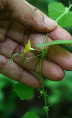 Cucumis setosus