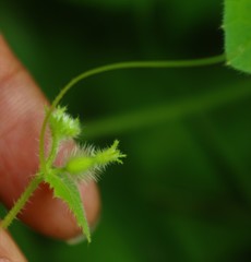 Cucumis setosus