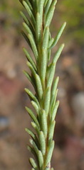 Selago eckloniana
