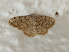 Scopula rufomixtaria