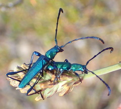 Hypocrites scabriusculus