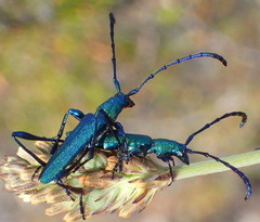 Hypocrites scabriusculus