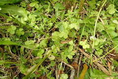 Galium kamtschaticum