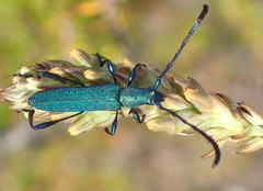 Hypocrites scabriusculus