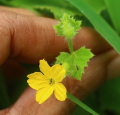Cucumis setosus