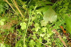 Galium kamtschaticum