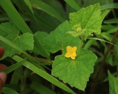 Cucumis setosus