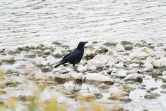 Corvus corone