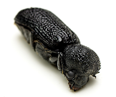 Bostrychopsis jesuita