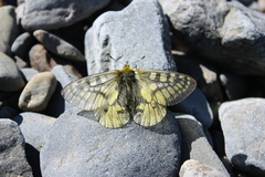 Parnassius eversmanni