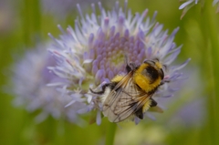 Volucella bombylans