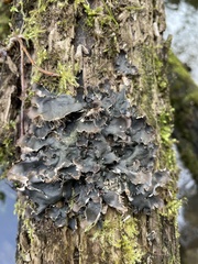Peltigera degenii
