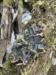 Peltigera degenii