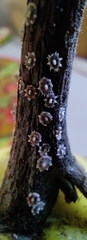 Ceroplastes japonicus