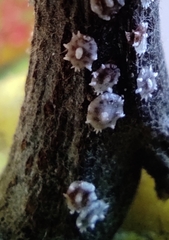 Ceroplastes japonicus