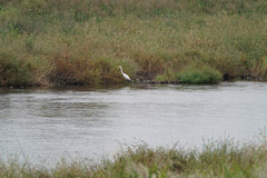 Ardea alba