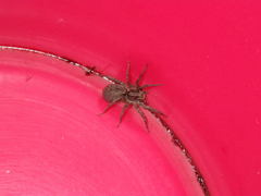 Lycosidae