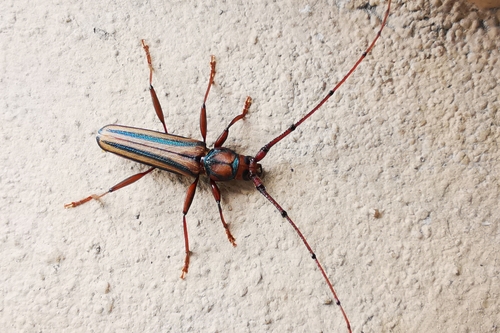 Photo of Lebbek Borer (Xystrocera globosa)