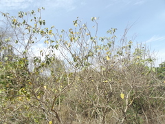 Tabernaemontana tomentosa