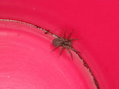 Lycosidae
