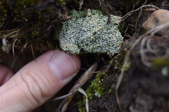 Cladonia robbinsii
