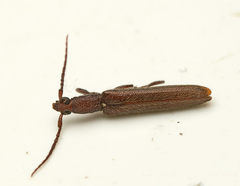 Bebius filiformis