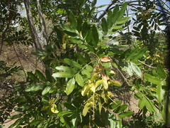 Thouinidium decandrum