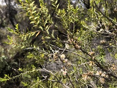Melaleuca acuminata