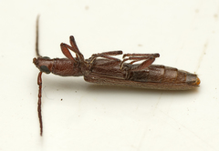 Bebius filiformis