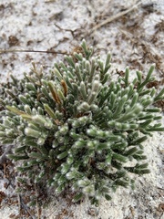 Selaginella arenicola