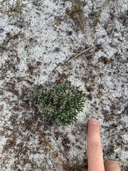 Selaginella arenicola