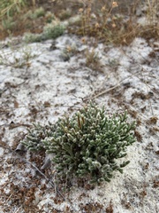 Selaginella arenicola