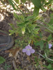 Ruellia inundata