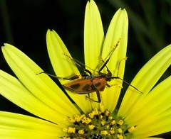 Calocoris nemoralis