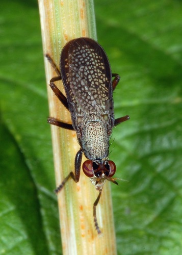 Coremacera marginata nuotrauka