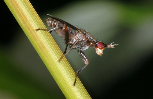 Coremacera marginata nuotrauka