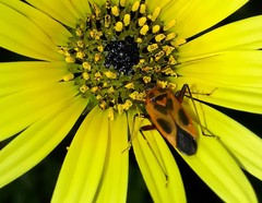Calocoris nemoralis