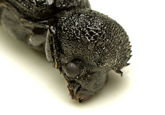 Bostrychopsis jesuita