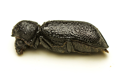 Bostrychopsis jesuita