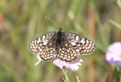 Melitaea latonigena