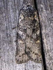 Lithophane antennata