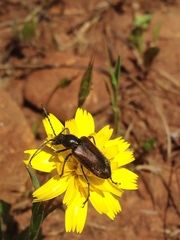 Brachysomida californica