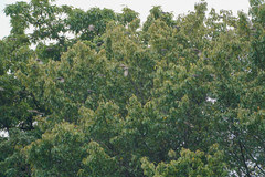 Hypsipetes amaurotis