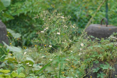 Lactuca indica