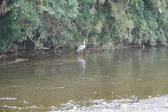 Ardea cinerea