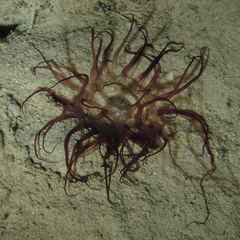 Isarachnanthus