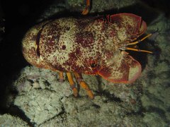 Scyllarides squammosus