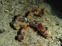 Camposcia retusa