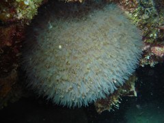 Physogyra lichtensteini