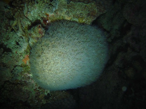 Pearl Bubble Coral